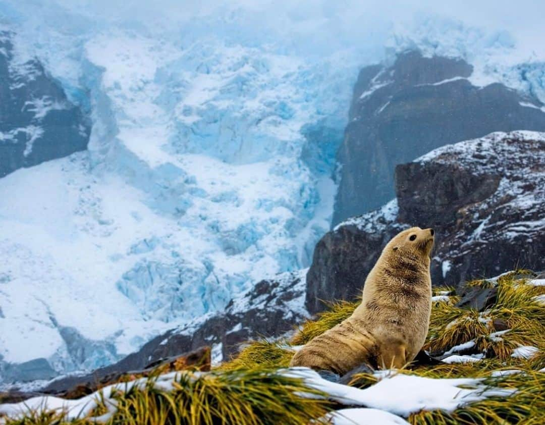 レオナルド・ディカプリオさんのインスタグラム写真 - (レオナルド・ディカプリオInstagram)「#Regram #RG @natgeo: Photo by Paul Nicklen @PaulNicklen | An Antarctic fur seal relaxes atop a cliff overlooking the Subantarctic landscape of South Georgia. Having reached shore after a winter spent at sea, this seal arrived with the intention to breed among the thousands of seals that inhabit the island’s beaches. Although the species was once in severe danger from overhunting, their population has rebounded significantly in recent years, with their numbers now likely in the millions. #FollowMe at @PaulNicklen for more photos of wildlife from around the world. #furseal #SouthGeorgia #conservation #ocean」6月3日 10時42分 - leonardodicaprio