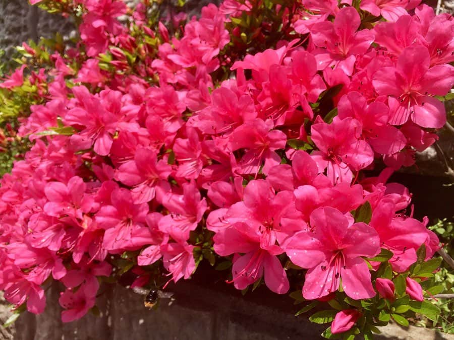三島スカイウォーク／公式さんのインスタグラム写真 - (三島スカイウォーク／公式Instagram)「‪満開のサツキ💕 . ゲートを入ってすぐに咲いてるサツキが満開です🌸❤️ .‬ ‪この時期にしか見られない、一面のピンクの壁です😍 .‬ ‪オブジェとサツキを背景に、写真を撮るのはいかがでしょうか✨‬ . 本日は青空も広がっており、撮影日和です☀️ . #三島スカイウォーク #スカイウォーク #静岡 #箱根 #伊豆 #三島 #観光 #吊り橋 #日本一 #富士山  #サツキ ＃満開  #いいね伊豆 #いいね三島 #しずおか元気旅 #mishimaskywalk #skywalk #japan #MountFuji #shizuoka #travel #trip #fun #instagood #nature #beautiful #followme」6月3日 10時59分 - mishima_skywalk