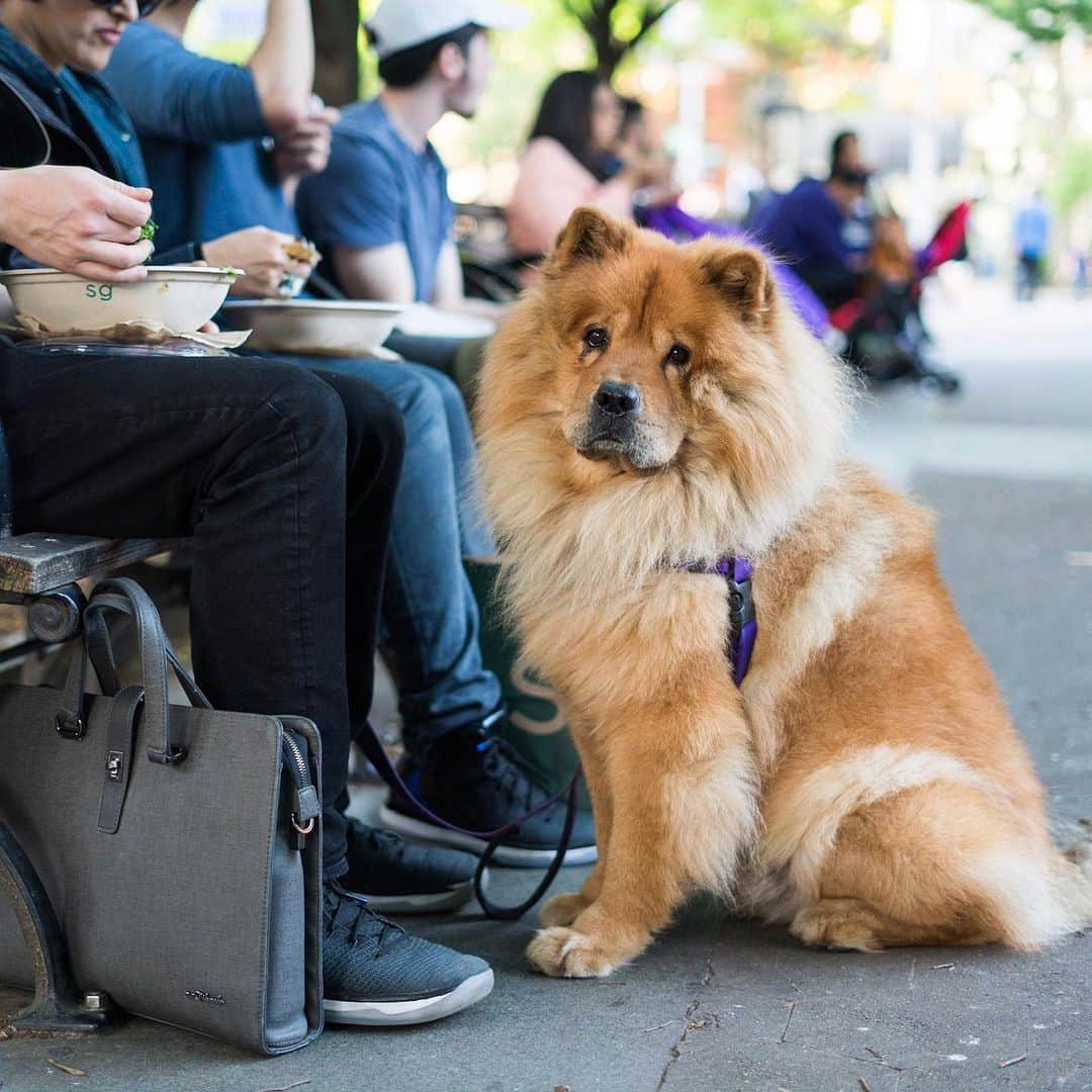 The Dogistさんのインスタグラム写真 - (The DogistInstagram)「G, Chow Chow (6 y/o), Father Demo Square, New York, NY • “‘G’ because he’s gorgeous. He’s Chief Smile Officer. He’s shy with people but loves dogs.” @g.style8」6月3日 11時03分 - thedogist