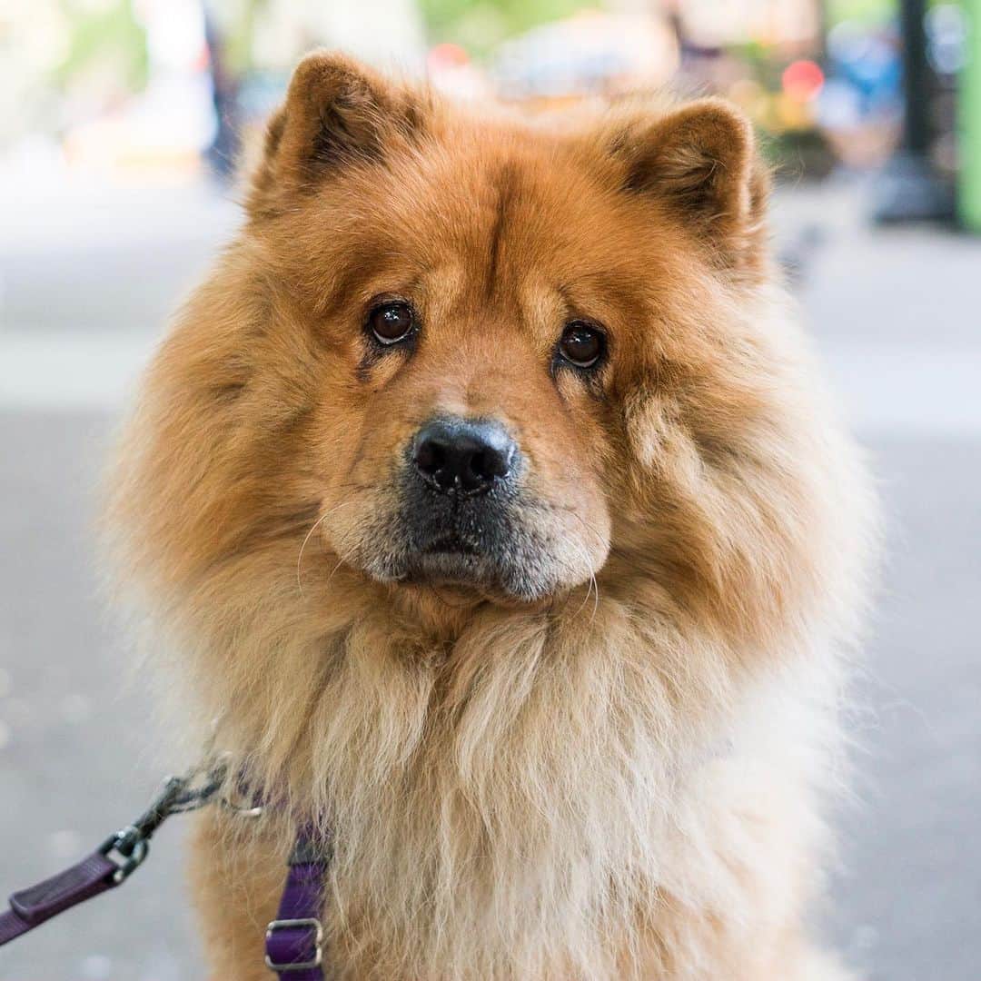 The Dogistさんのインスタグラム写真 - (The DogistInstagram)「G, Chow Chow (6 y/o), Father Demo Square, New York, NY • “‘G’ because he’s gorgeous. He’s Chief Smile Officer. He’s shy with people but loves dogs.” @g.style8」6月3日 11時03分 - thedogist