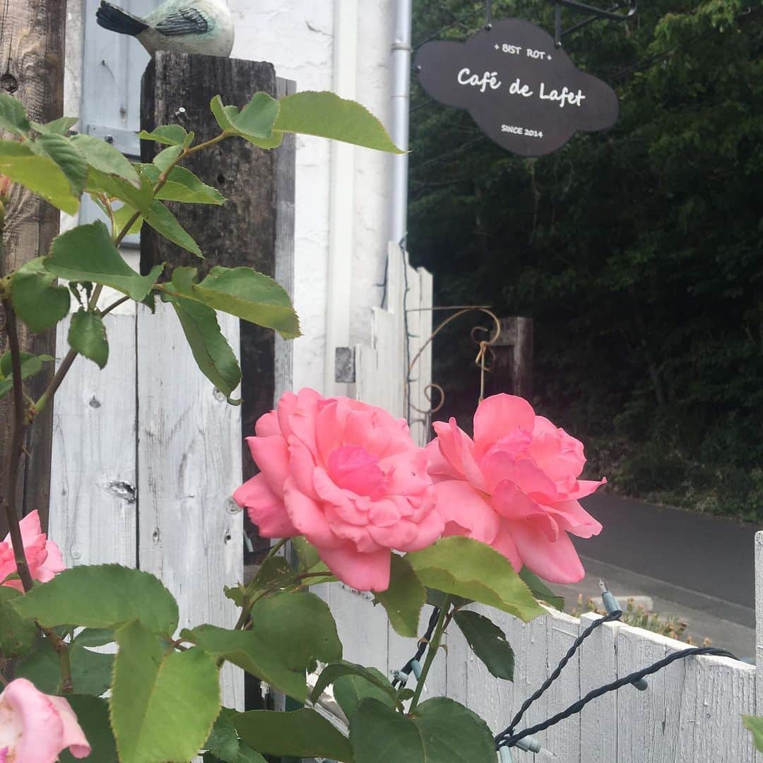 cafe.de.lafet&mon.magasinさんのインスタグラム写真 - (cafe.de.lafet&mon.magasinInstagram)「薔薇が咲いていました。  ペパーミントは昨日まで枯れそうでしたが、お水とそば粉で次の日再生していました。  ペパーミント強いですね🐰  #café  #カフェ  #カフェ巡り  #花のある暮らし  #カフェ好きな人と繋がりたい  #ファッション  #コーデ  #ペパーミント  #アロマ  #ライフスタイル  #ランチ  #ガレット  #ワイン  #さいたま市カフェ  #見沼区カフェ」6月3日 11時08分 - cafe.de.lafet