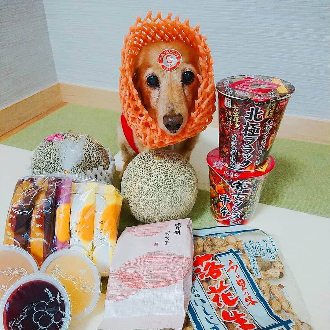 ピックさんのインスタグラム写真 - (ピックInstagram)「🍈いらんかね～🍈 🍈から、歯が飛び出てるけど😝 、 🍈いらんかね～🍈 、 @gonsan7573 みゆきちゃんと、パパちゃんから、とっても旨そうな🍈や、お菓子や、辛いもの好きにはたまらん、 、 ラーメン🔥🔥🔥 、 ありがとう😘 パパはね、🍈に、生ハム 🍈に、ウイスキー垂らして食べるって❗ 、 ピックちゃんの一人遊び、 、 さて、今週も元気にいこー😃 、 #贈り物  #メロン  #ラーメン #蒙古タンメン中本  #被り物 #スイーツ #instadog #ilovedog #dogstagram #west_dog_japan #all_dog_japan #todayswanko #inulog #coolangel #ミニチュアダックス #ミニチュアダックスフンド #イヌスタグラム #いぬすたぐらむ #犬 #だいすき #美容 #ダイエット #いぬドル #かわいい #シニア犬 #14歳 #ピック #モデル犬 #イケワン #わんわん小学校」6月3日 11時10分 - pick09040904