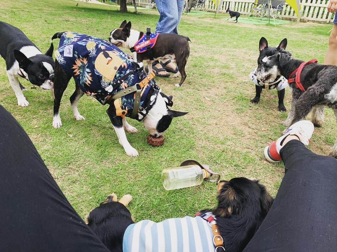 高原愛のインスタグラム：「週末は初めてドッグランへ行ってきました🐕リードなしで犬同士追いかけっこしてる姿が凄く楽しそうで可愛いかった🥰いろんな出会いもあって良き週末^ ^今日からまた一週間頑張ろう❣️ #dogrun#sausagedog#cute#cutie#lovely#newfriend#kindness#happy#dachshund#dachshunds#dachshundpuppy#dachshund_love  #dachshundlove#doxie#doxiepuppies#doxieworld#dog#dogstagram#petstagram#pet#pets#puppy#sweetie#woof#ダックス#ミニチュアダックスフンド#ドッグラン#犬#🐶#🍑」