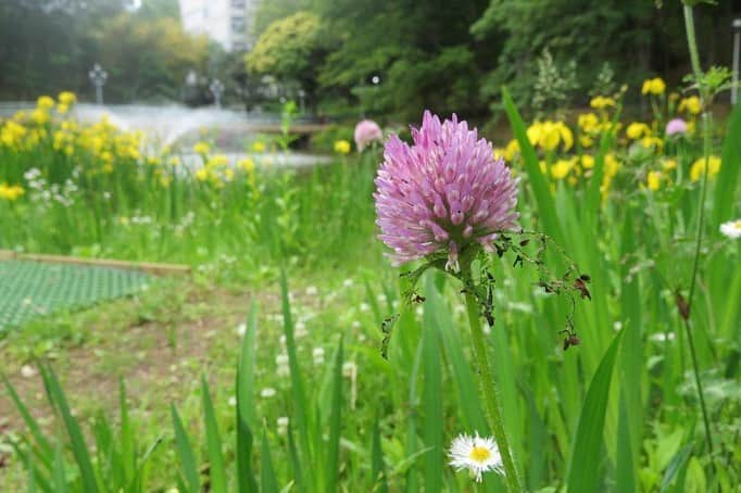 Soka Universityさんのインスタグラム写真 - (Soka UniversityInstagram)「Campus Seasonal Photos May ④ 丹木の歳時記 皐月④ ⑴ 黄菖蒲&石楠花&躑躅(キショウブ、シャクナゲ、ツツジ Kishoubu, Shakunage, Tsutsuji) ⑵ 黄菖蒲&ヤブキリ(キショウブ Kishoubu, Yabukiri) ⑶ 白菖蒲(シロショウブ Shiroshoubu) ⑷ 睡蓮❶(スイレン Suiren) ⑸ 睡蓮❷ ⑹ 赤詰草(アカツメクサ Akatsumekusa) ⑺ 河骨(コウホネ Kouhone) ⑻ カルガモ Karugamo) ⑼ 庭石菖(ニワゼキショウ Niwazekishou) ⑽ 春紫苑(ハルジオン Harujion) #discoversoka #sodaigram #sokauniversity #hachioji #tokyo #japan #university #campus #nature #environment #beautiful #創価大学 #八王子 #東京 #キャンパス #大学 #自然 #環境」6月3日 11時17分 - sokauniversity