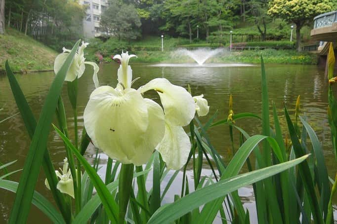 Soka Universityさんのインスタグラム写真 - (Soka UniversityInstagram)「Campus Seasonal Photos May ④ 丹木の歳時記 皐月④ ⑴ 黄菖蒲&石楠花&躑躅(キショウブ、シャクナゲ、ツツジ Kishoubu, Shakunage, Tsutsuji) ⑵ 黄菖蒲&ヤブキリ(キショウブ Kishoubu, Yabukiri) ⑶ 白菖蒲(シロショウブ Shiroshoubu) ⑷ 睡蓮❶(スイレン Suiren) ⑸ 睡蓮❷ ⑹ 赤詰草(アカツメクサ Akatsumekusa) ⑺ 河骨(コウホネ Kouhone) ⑻ カルガモ Karugamo) ⑼ 庭石菖(ニワゼキショウ Niwazekishou) ⑽ 春紫苑(ハルジオン Harujion) #discoversoka #sodaigram #sokauniversity #hachioji #tokyo #japan #university #campus #nature #environment #beautiful #創価大学 #八王子 #東京 #キャンパス #大学 #自然 #環境」6月3日 11時17分 - sokauniversity