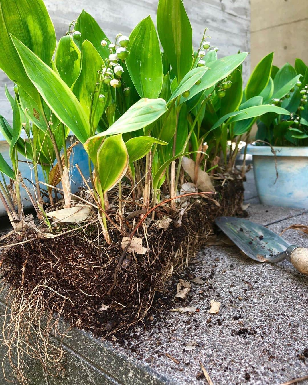 工藤静香さんのインスタグラム写真 - (工藤静香Instagram)「本当は10月頃植え替えなのですが、時間がある時にしないと！！ 根が落ち着くまで日陰の涼しい場所に移します😊 来年の5月が楽しみ💕」6月3日 11時34分 - kudo_shizuka