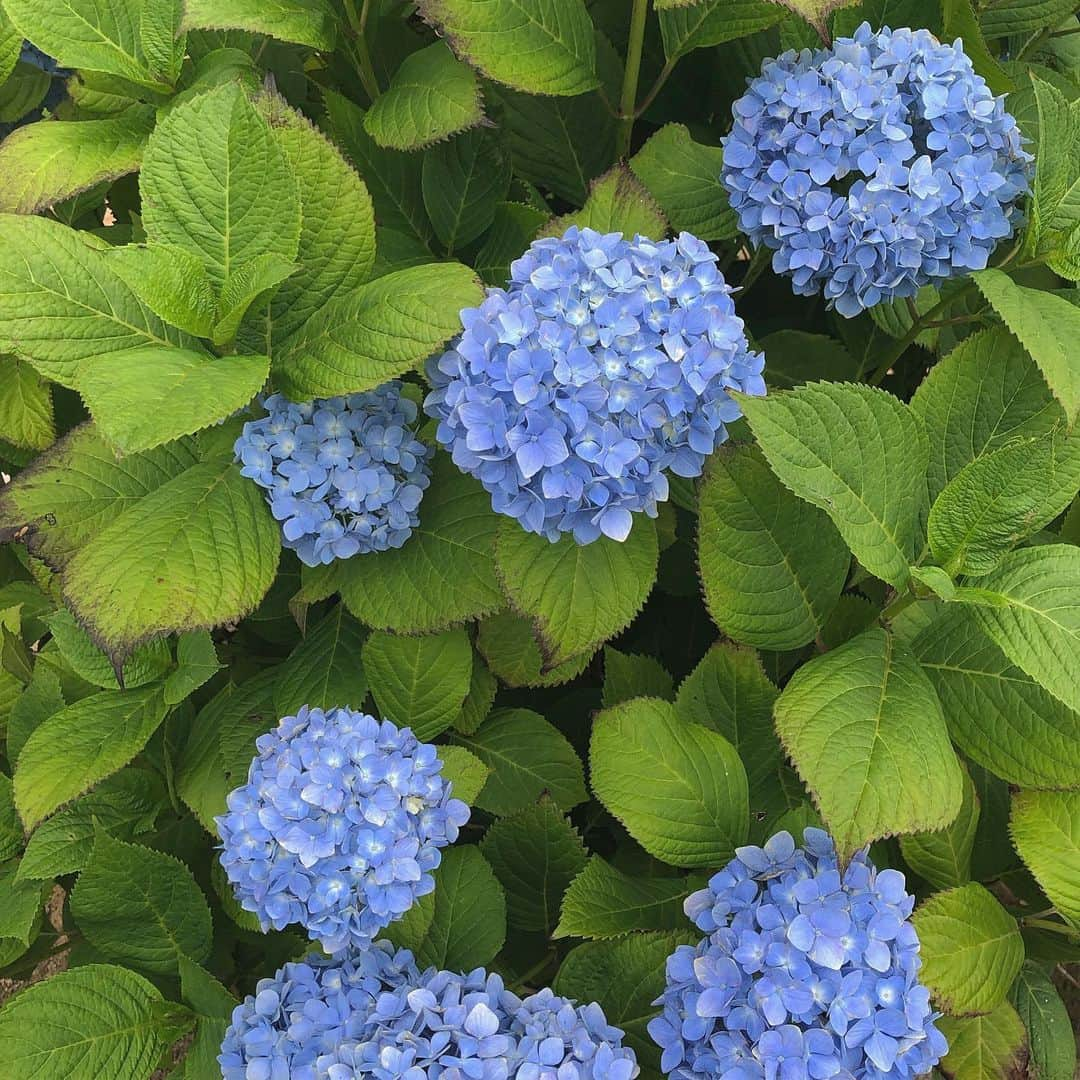 横山紗弓さんのインスタグラム写真 - (横山紗弓Instagram)「ㅤ もう梅雨入り？ おばあちゃんちの紫陽花☺︎ かわい #梅雨 #紫陽花」6月3日 11時46分 - 1129sym