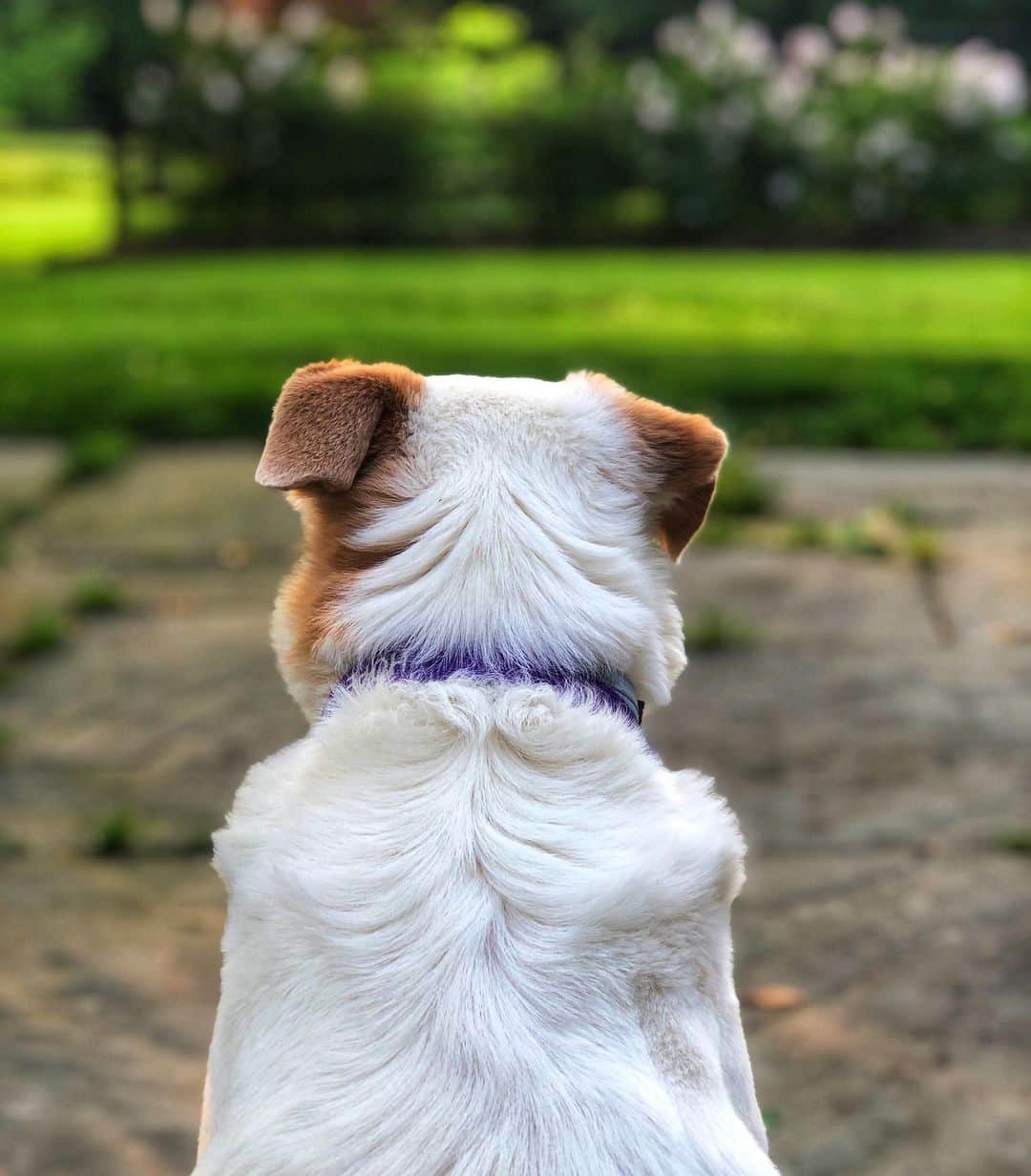Grace Bonneyのインスタグラム：「Have been taking some much needed time away from social media. Focusing on little things in real life that make me happy. Like the tiny curl waves 🌊  in Hope’s fur, just under her collar. The world always feels more beautiful and less scary through the dogs’ eyes. ♥️🐶」
