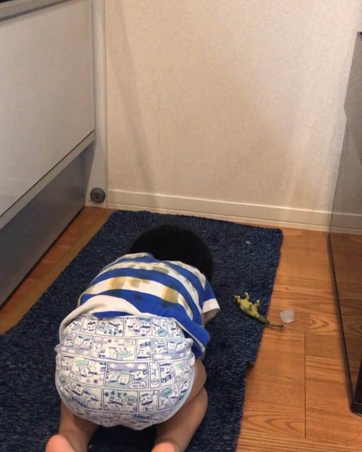 kougeishaのインスタグラム：「ブラキオサウルス君な銀さん。」