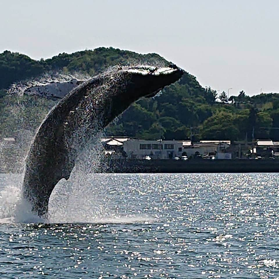 福西崇史さんのインスタグラム写真 - (福西崇史Instagram)「。 愛媛で目撃されたクジラはどこ行ったんだろ？？ 。 #クジラ #愛媛県 #新居浜 #今治 #来島海峡 #瀬戸内海 #友達から送られてきた #写真 #凄いタイミング #instaphoto #instagood」6月3日 21時30分 - takashi_fukunishi