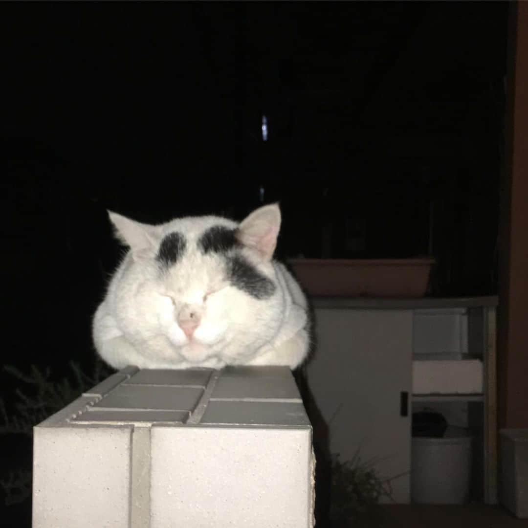 Kachimo Yoshimatsuさんのインスタグラム写真 - (Kachimo YoshimatsuInstagram)「待ってた。 #uchinonekora #nanakuro #sotononekora #neko #cat #catstagram #kachimo #猫 #ねこ #うちの猫ら http://kachimo.exblog.jp」6月3日 21時43分 - kachimo
