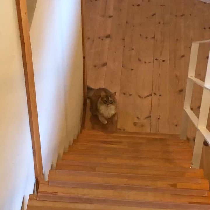 マアルのインスタグラム：「我が家の看板猫娘「パール」#🐈 #猫好きさんと繋がりたい #北海道 #旭川市 #ペットホテル #メインクーン #ソマリ #看板娘」