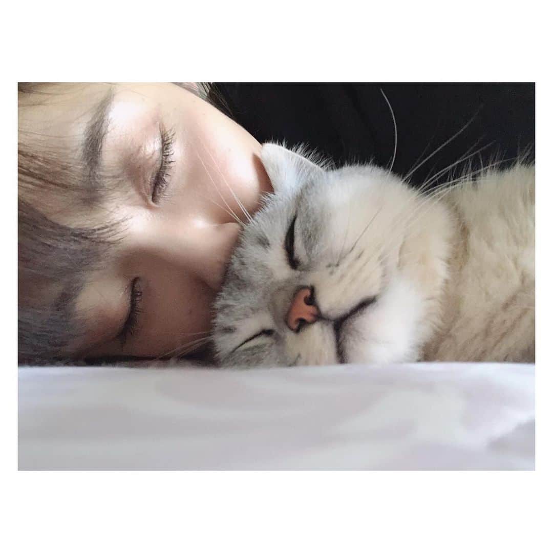 山谷花純さんのインスタグラム写真 - (山谷花純Instagram)「おやすみ  #ミヌエット #ミヌエット子猫 #10ヶ月 #猫がいる生活 #まるとの生活 生活 #にゃんすたぐらむ」6月3日 22時20分 - kasuminwoooow