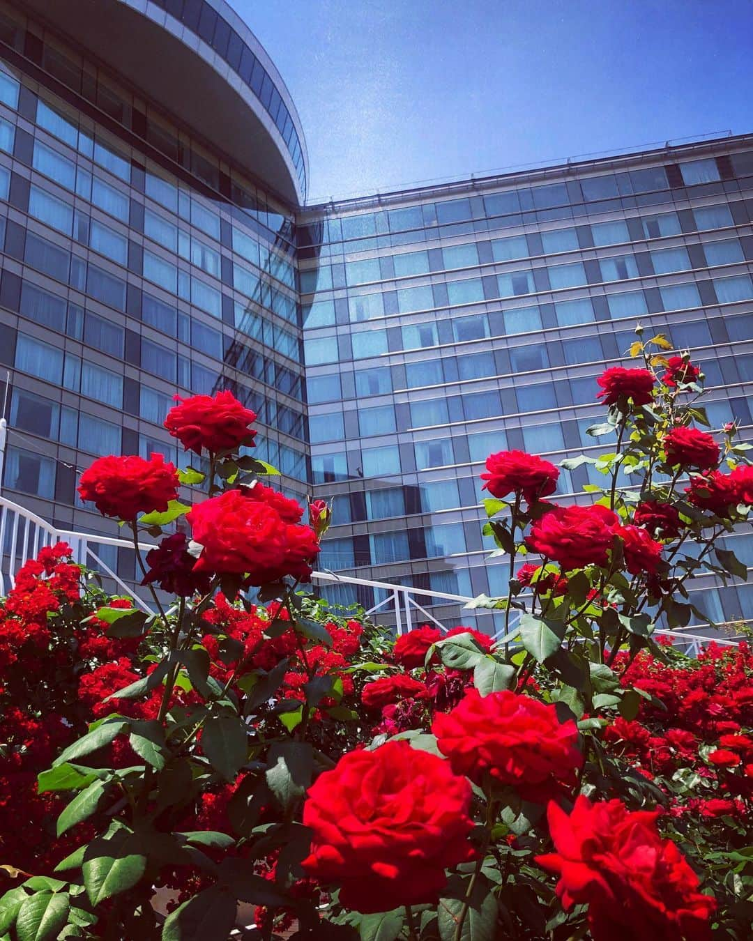 ホテル ニューオータニさんのインスタグラム写真 - (ホテル ニューオータニInstagram)「Thirty-two breeds of red roses of varying sizes, shapes, colors, and scents were gathered from all over the world to decorate the 2,500m² garden.﻿ ﻿ 約2500平方メートルの庭園には、色や形、香りの異なる32種類のバラが咲き誇ります。﻿ ﻿ 【Instagramキャンペーン開催中！】﻿﻿ ①当アカウントをフォローする﻿﻿ ②@hotelnewotanitokyo をタグ付けする﻿﻿ ③#オータニローズガーデン のハッシュタグを付ける﻿﻿ ﻿﻿ 上記を満たした投稿をした方の中から抽選で、豪華宿泊招待券などが当たります！奮ってご参加ください。﻿﻿ ﻿﻿ #ローズガーデン #屋上庭園 #ローズ #バラ #薔薇 #バラ園 #庭園 #満開 #見頃 #赤坂 #ホテルニューオータニ #rosegarden #roses #redroses #rose #redrose #rooftopgarden #garden #fullbloom #blooming #tokyo #akasaka #preferredlife @hotelnewotanitokyo」6月3日 22時22分 - hotelnewotanitokyo