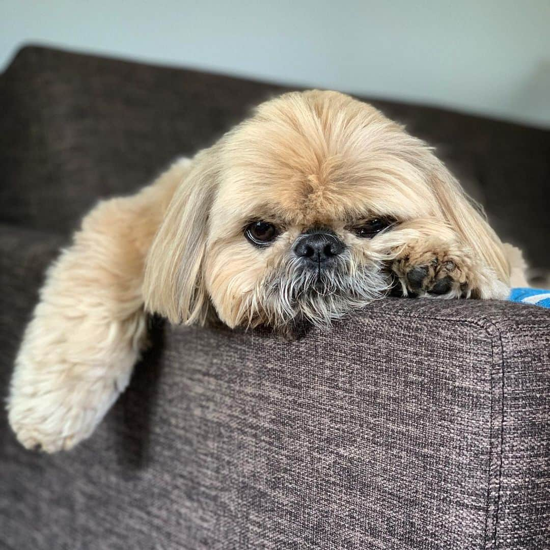 Dougie the Shih Tzuさんのインスタグラム写真 - (Dougie the Shih TzuInstagram)「Monday.」6月3日 22時29分 - dailydougie