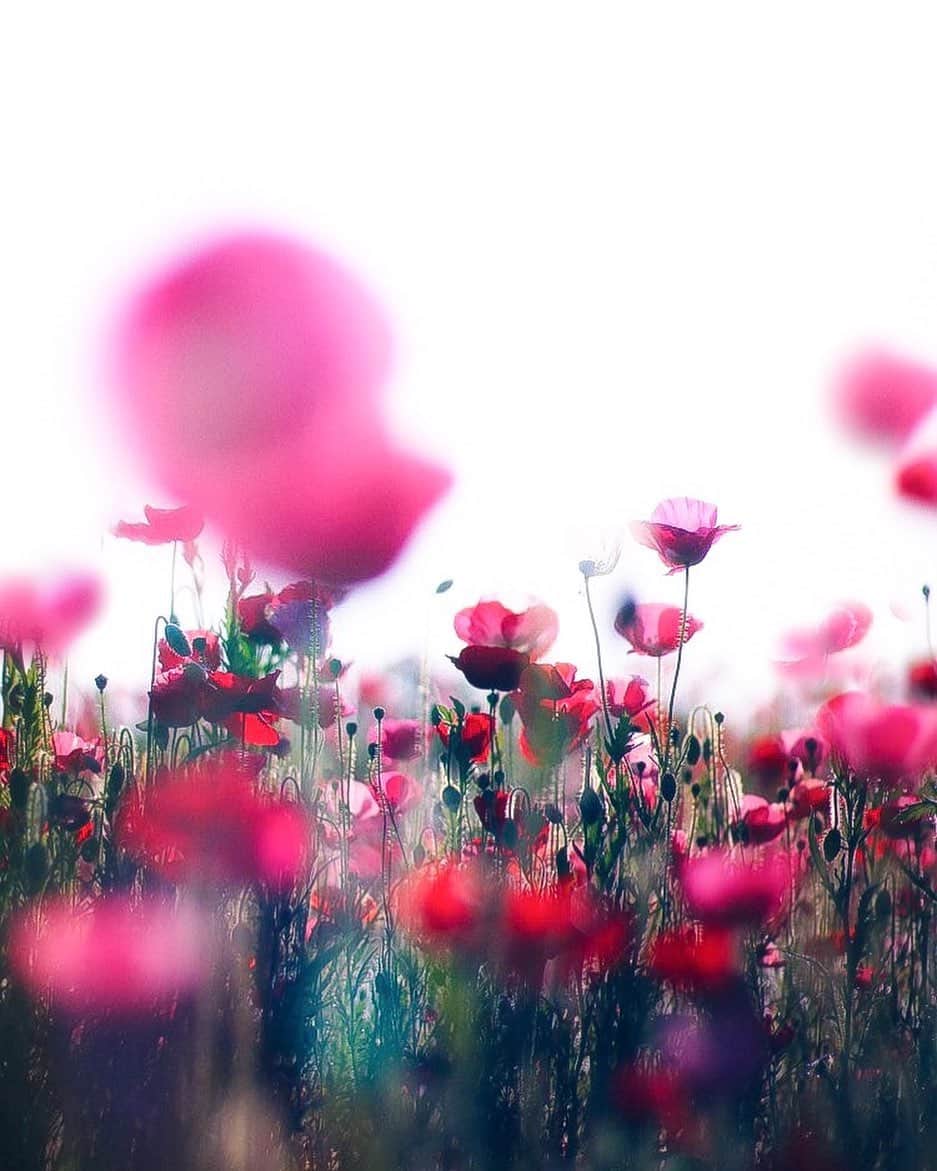メグのん♡ A k i k oのインスタグラム：「♡My blink and light play in the morning flower field. . . . . . ま ば た き と ひ か り の た わ む れ . . . . . #ファインダー越しの私の世界 ♡」