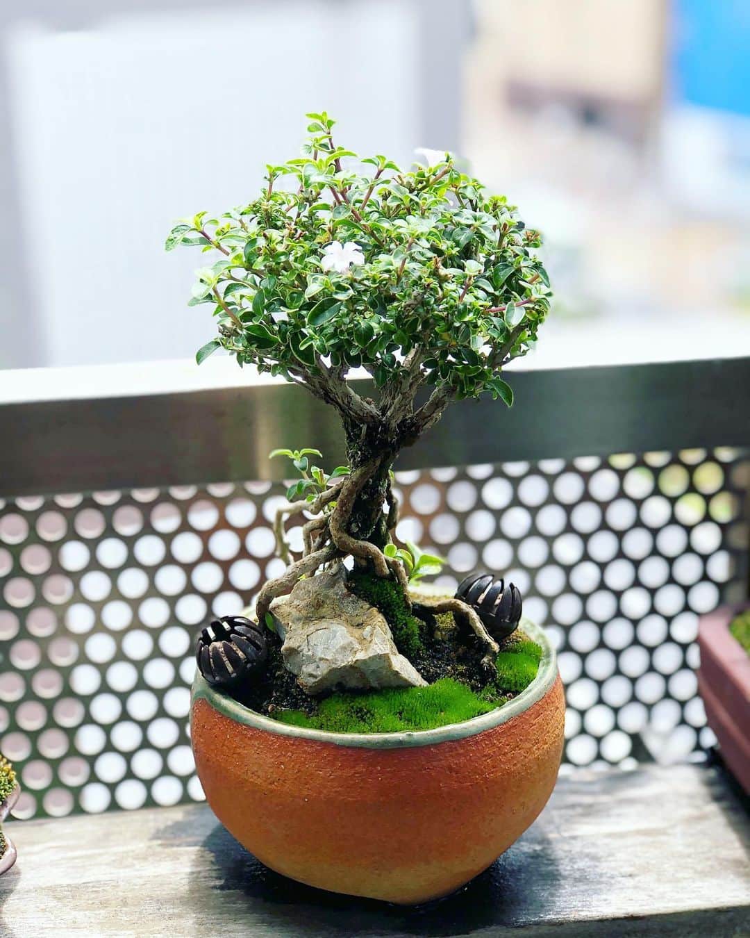 金成公信のインスタグラム：「この仕上がり。この前はピンクの花だったのに今度は白い花咲いてる。おんもしれーや。 #コウチョウギ #香丁木 #serissajaponica #盆栽 #bonsai #bonsaijapan #japanesebonsai #wabisabi #bonsailovers #bonsailife #bonsaitree #bonsaiart #bonsaigram #bonsaiworld #plants #tree」