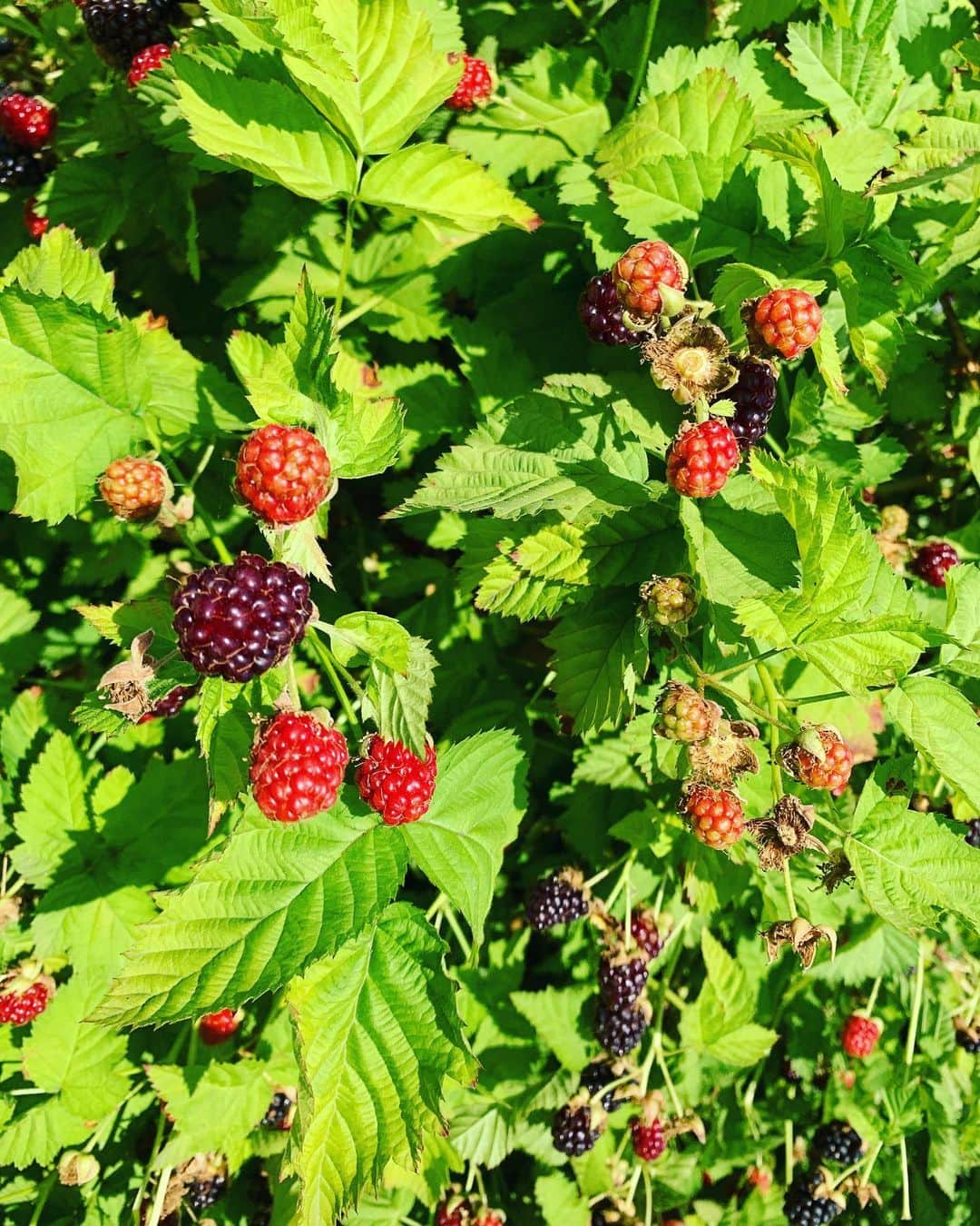 西内ひろのグルメインスタ