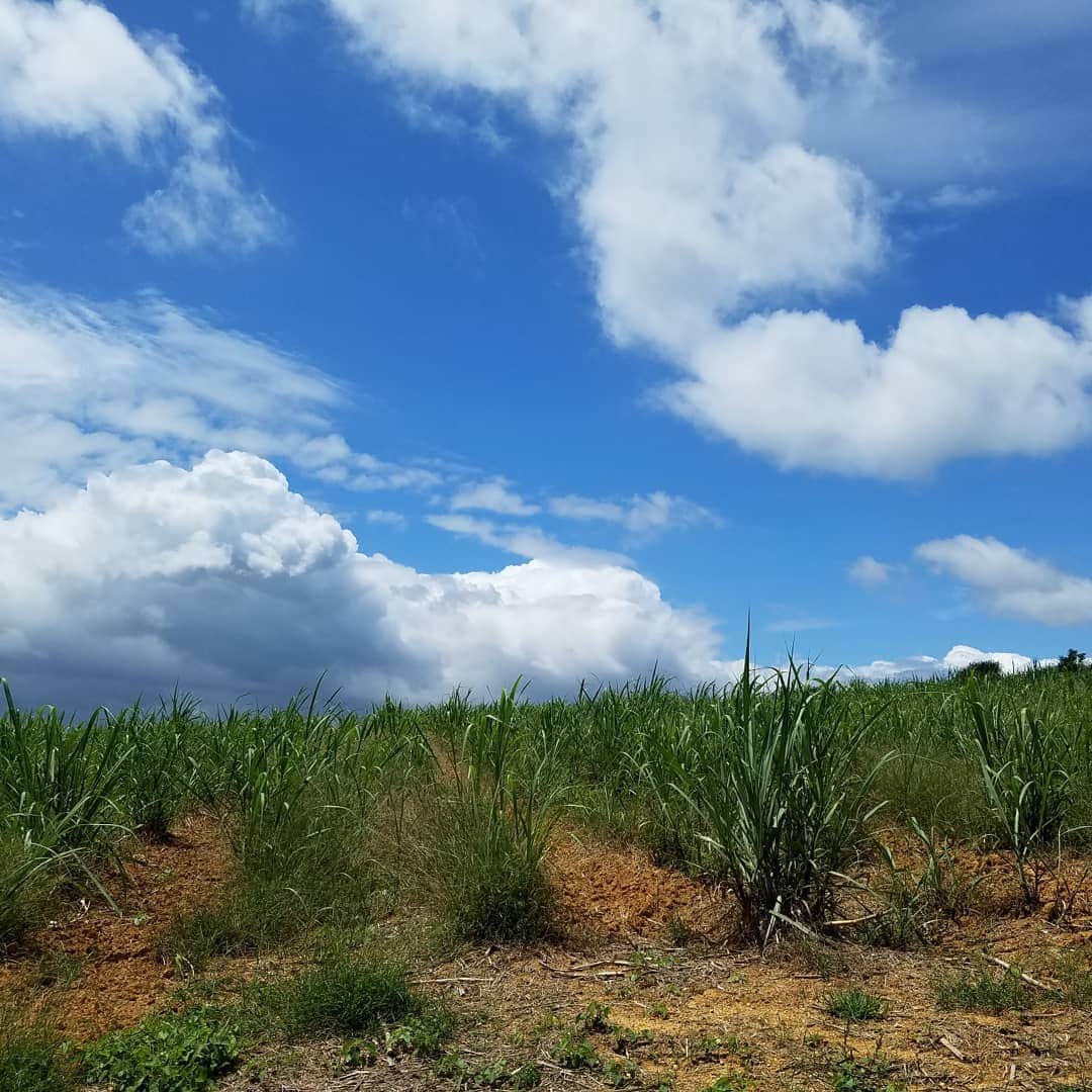 広瀬みくさんのインスタグラム写真 - (広瀬みくInstagram)「沖縄がキレイのは海だけじゃなくて、 植物や空も全部含めて鮮やかでキレイで素敵やなぁと思う❤ 同じ日本やけど生えてる草木も全然違うもんね🌳 ゆったりと流れてるうちなータイムも、うちなーぐちも全部大好き！✨ . #沖縄 #沖縄大好き #沖縄旅行 #海 #景色 #ビーチ #瀬底島 #古宇利島 #ダイヤモンドビーチ #知念岬 #沖縄の景色 #空 #自然 #okinawa #japan #ocean #sky #okinawatrip」6月3日 15時16分 - miku__hirose