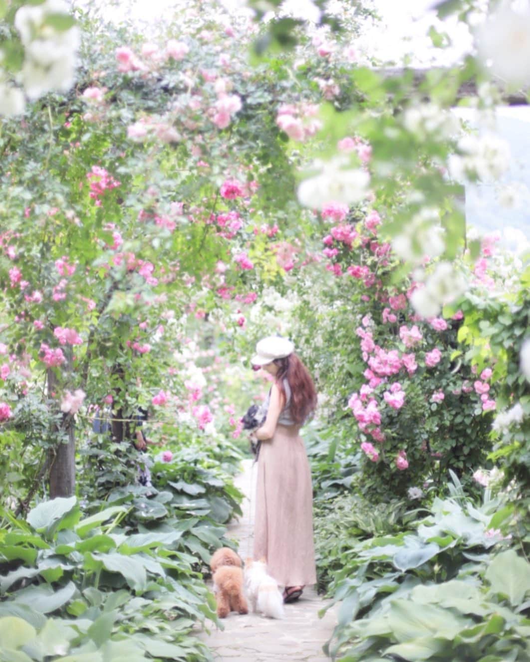 mamiのインスタグラム：「* ココねーさんが見つめてくれてるんだよ♡ . 曇り予想だったこの日、 午前中はギラーンと晴れ間が出たけれど、 午後からは予報通りの薄曇りに。 ちぇるもエマもたくさんお散歩できて よかったね♡ . ゆーっくりは言え、 歩いてるところをオールドレンズ で撮るのは至難。 みほちゃん、素敵に撮ってくれてありがとー❤︎ . . #オールドレンズ  #オールドレンズに恋をした #オールドレンズで繋がりたい #私が紡ぐ物語 #chihuahua #チワワ#poodle #toypoodle #プードル #トイプードル  #petstagram #dogsofinstagram #dogoftheday #fluffypack #dailypetstars #igersjp #_lovely_weekend #Airy_pics #whim_fluffy #tokyocameraclub #ファインダー越しのわたしの世界 #写真好きな人と繋がりたい #ローズガーデン #薔薇園」