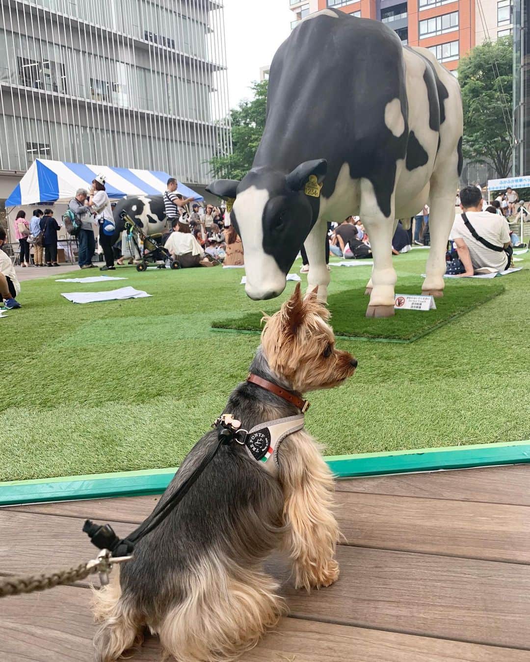 のインスタグラム：「🐶🐮 ㅤㅤㅤㅤㅤㅤㅤㅤㅤㅤㅤㅤㅤㅤㅤ 牛さんに会ったよ。ちょっと怖いから目を合わせないようにしてみたよ。 #yorkie #ヨーキー #yorkshireterrier #ヨークシャテリア #六本木牧場」