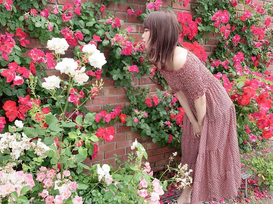 加藤夕夏さんのインスタグラム写真 - (加藤夕夏Instagram)「🌹🌹🌹﻿ ﻿ ﻿ ﻿ お花の壁〜🌹♡﻿ ﻿ ﻿ ﻿ ﻿ #滋賀﻿ #柳ヶ崎湖畔公園﻿ #イングリッシュガーデン﻿ #バラ﻿ #Flower﻿ #ootd﻿ #うかしふく﻿」6月3日 16時21分 - uuka_nmb