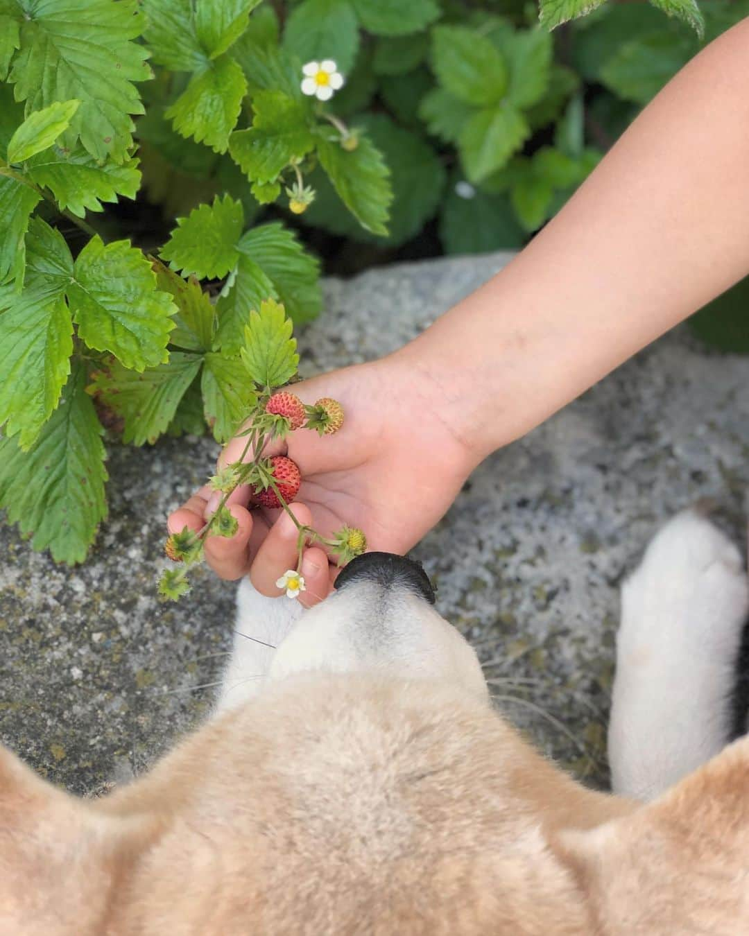 フィロとポンポンさんのインスタグラム写真 - (フィロとポンポンInstagram)「🍓 Pompon, le chien fraisier qui détecte dans les fourrés les petites fraises des bois au goût de Tagada...🍓」6月3日 16時31分 - philo_pompon