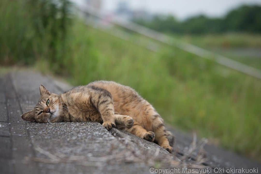 Masayukiさんのインスタグラム写真 - (MasayukiInstagram)「あえてのここ。  #cat #ねこ」6月3日 16時50分 - okirakuoki