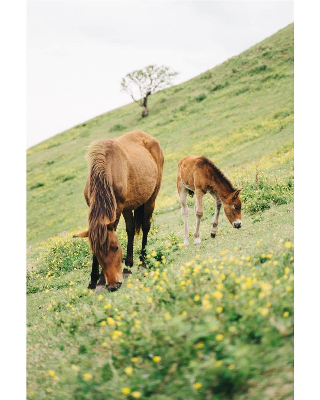 GENTAさんのインスタグラム写真 - (GENTAInstagram)「宮崎の都井岬の野生馬は国の天然記念物に指定されています。馬たちは人に一切の世話をされることなく生きています。野生で生まれ、野生で育ち、野生で死んでいきます。 #discovermiyazaki #都井岬 #御崎馬 #toigenic2」6月3日 16時53分 - gnta