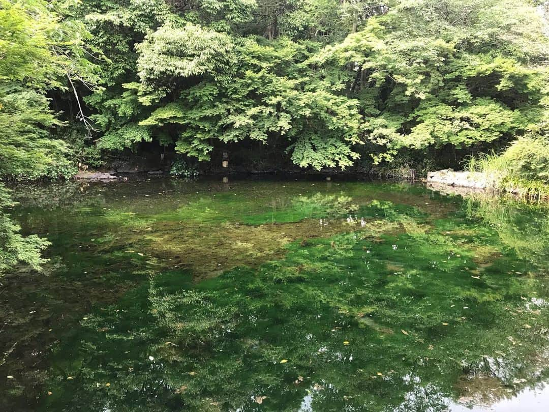 小泉里子さんのインスタグラム写真 - (小泉里子Instagram)「近くの富士山本宮浅間大社にも寄ってみた。 富士山の雪解け水が綺麗でした。#富士山本宮浅間大社 #世界文化遺産 #湧玉池」6月3日 17時06分 - satokokoizum1