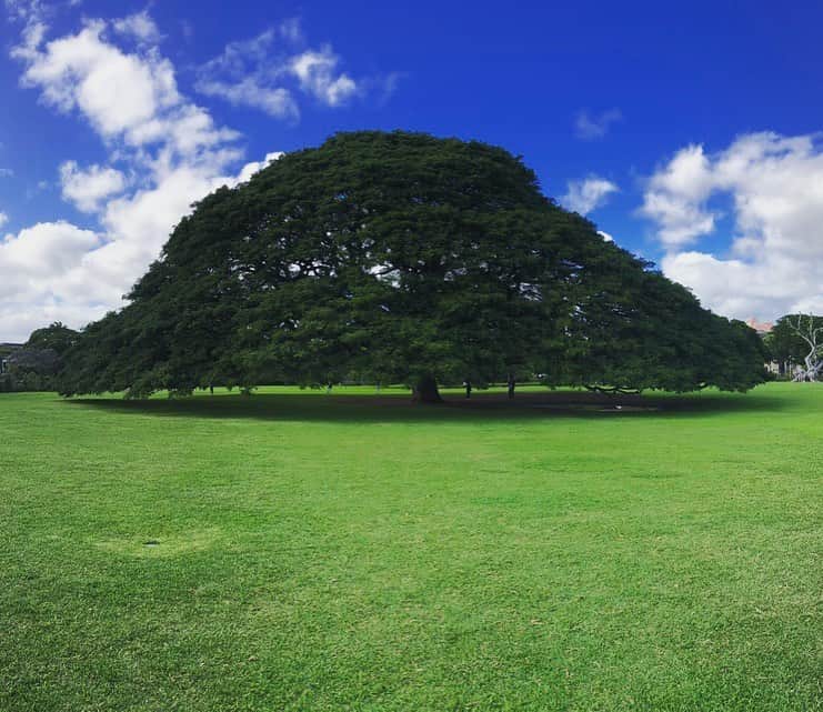 のインスタグラム：「絵画に書いたようなこの木は、#ハワイ のモアナルア公園に行くと見えます。 日本でもテレビコマーシャルで見た📺という人も多いのではないでしょうか！⁉️ 青空の下で本物見に行ってみて🤳 . #us #usa #america #hawaii #oahu #tree #photogenic #bluesky #studyabroad #picnic #walk #park #travel #holiday #family #friends #アメリカ #留学 #木 #空 #cm #tv #散歩 #旅行 #友達 #家族 #オアフ #島 #tropical」