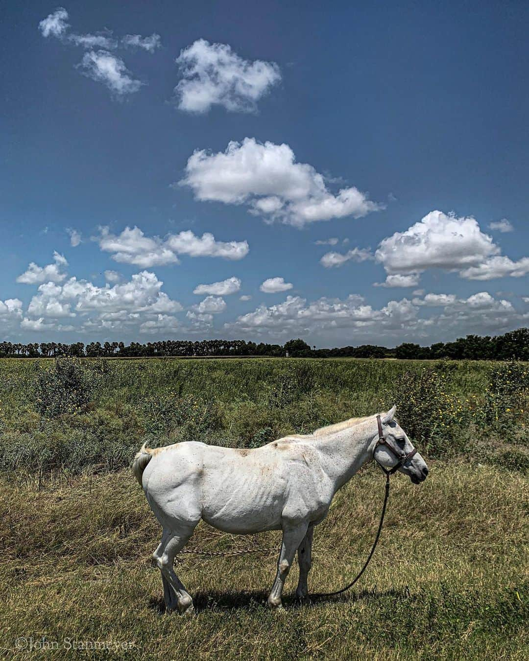 ジョン・スタンメイヤーさんのインスタグラム写真 - (ジョン・スタンメイヤーInstagram)「The first thing we saw was a brown horse. ⠀⠀⠀⠀⠀⠀⠀⠀ @alice__driver and I had returned to the United States after depressing times with families held in political asylum petitioning limbo at camps in Reynosa, Mexico. ⠀⠀⠀⠀⠀⠀⠀⠀ During three days of driving along a wall that divides, how appropriate we ended our visit, coming upon a white horse as we left border walls, heading to McAllen, Texas, airport. ⠀⠀⠀⠀⠀⠀⠀⠀ Horses are a universal symbol of freedom without restraint. ⠀⠀⠀⠀⠀⠀⠀⠀ For others, a monster truck is too. Owned by a legal immigrant from Mexico, he’s been contributing to American society for more than 20 years. ⠀⠀⠀⠀⠀⠀⠀ He said his metal horsepower could go anywhere, through, and over, anything. ⠀⠀⠀⠀⠀⠀⠀⠀ Freedom. - @natgeo @insidenatgeo #usmexicoborder #borderfence #texas #horse #monstertruck #bird #strangebeauty #freedom」6月3日 17時21分 - johnstanmeyer