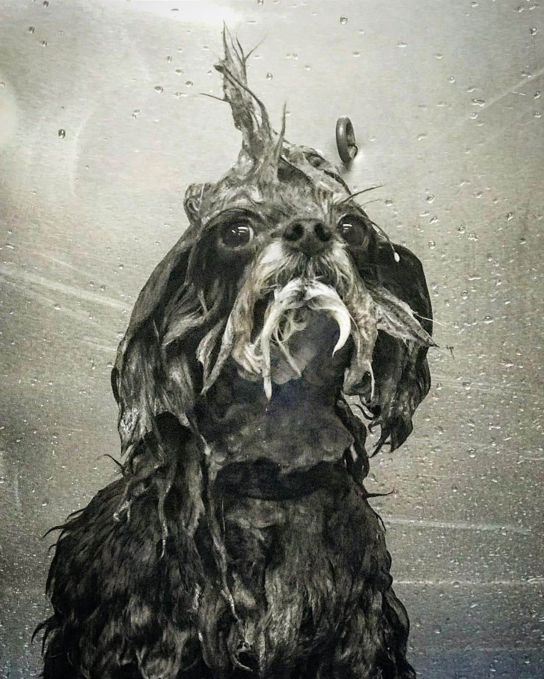 JessRonaGroomingさんのインスタグラム写真 - (JessRonaGroomingInstagram)「When you jump in the Gowanus Canal as a joke but then get arrested and your mom has to bail you out but you never lose your sense of humor and you’re a Havanese named Licorice. (We’ve all been there)」6月3日 22時53分 - jessronagrooming