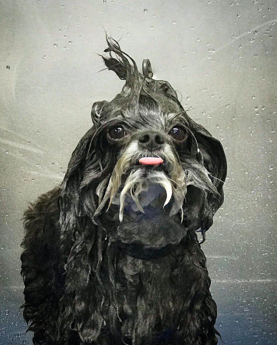 JessRonaGroomingさんのインスタグラム写真 - (JessRonaGroomingInstagram)「When you jump in the Gowanus Canal as a joke but then get arrested and your mom has to bail you out but you never lose your sense of humor and you’re a Havanese named Licorice. (We’ve all been there)」6月3日 22時53分 - jessronagrooming