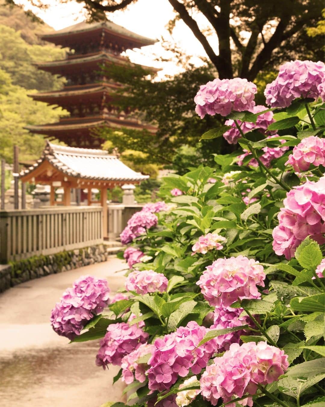 JALさんのインスタグラム写真 - (JALInstagram)「. Hydrangeas shine around the Hase-dera Temple in Nara during the second half of June🍃 #NoPlanNoProblemJune  奈良の長谷寺に映えるあじさい✨✨ 6月中旬～末にかけて楽しめます🍃 . . 📍 @hase_dera Post your memories with #FlyJAL  #JapanAirlines #japan #nara #hasedera #ajisai」6月3日 17時29分 - japanairlines_jal