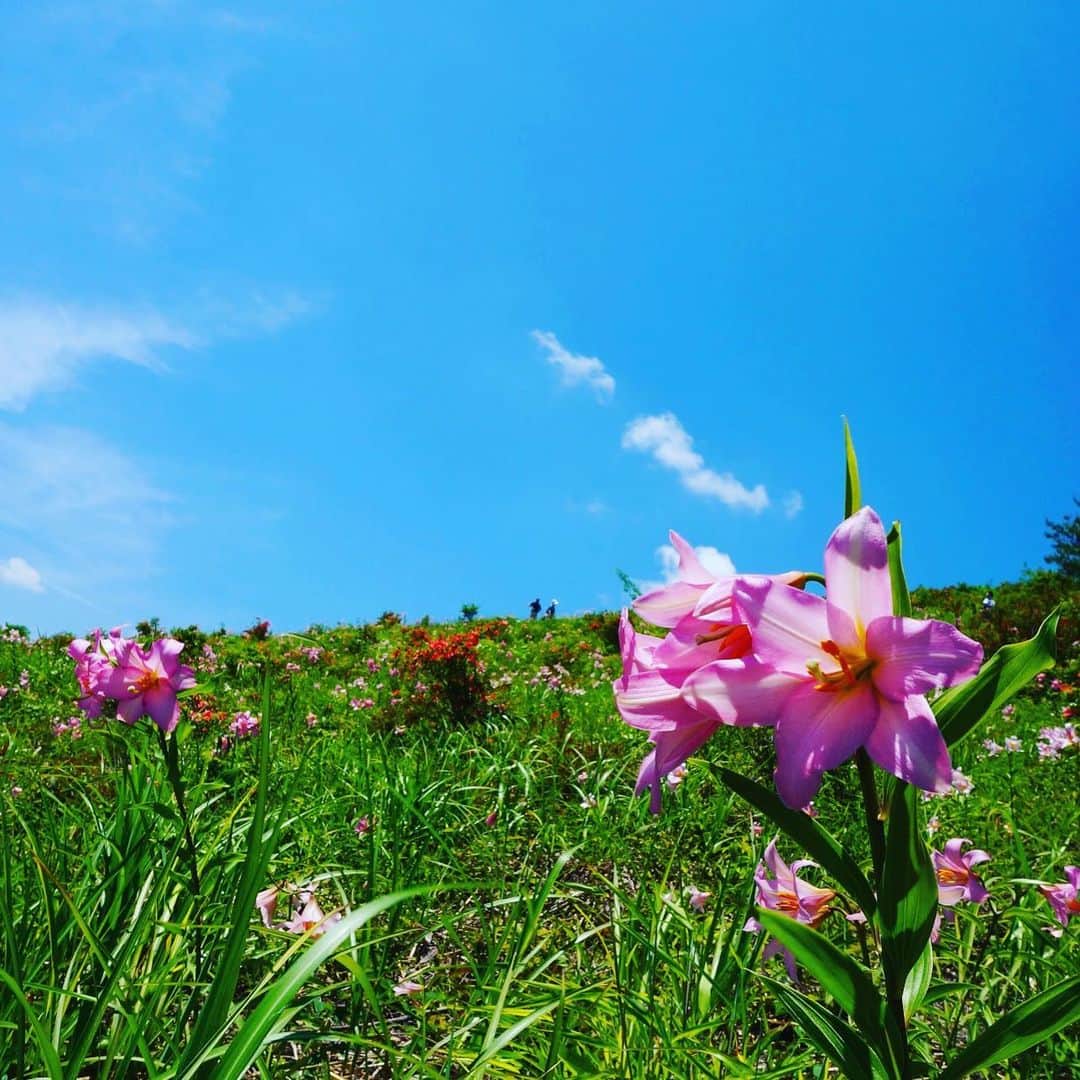 のインスタグラム：「来て！ 熱塩加納ひめさゆり祭り　 ひめさゆりは福島県、新潟県、山形県、そして宮城県のほんの一部でしか見られない大変貴重な高山植物です。6月9日(日)までひめさゆり祭り開催中！ 喜多方駅からバスも運行されます。 #喜多方市 #ひめさゆり #熱塩加納ひめさゆり祭り #福島 #ふくしま #ふくしまからはじめよう #来て  #futurefromfukushima #fukushima #traveljapan #japantrip #explorejapan #japanadventures #japanholiday #beautifuldestinations #instatrip #art_of_japan #instagramjapan #japan_of_insta」