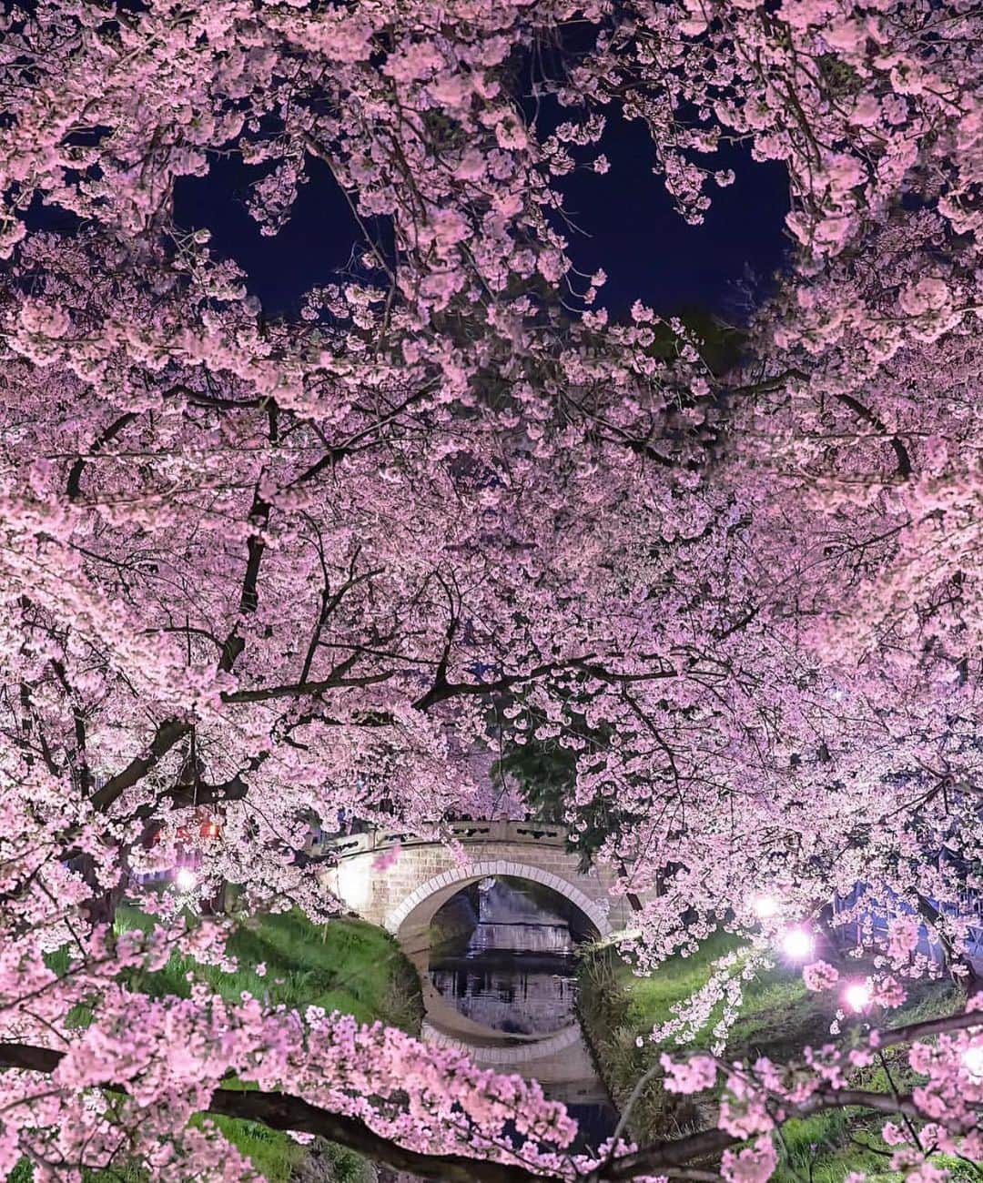 Canon Photographyさんのインスタグラム写真 - (Canon PhotographyInstagram)「The stunning cherry blossoms in Japan. Photography | @number_shiiix  Canon 6D  #cpfeatureme #cherryblossoms #japan #fuji #reflectiongram」6月3日 17時50分 - cpcollectives