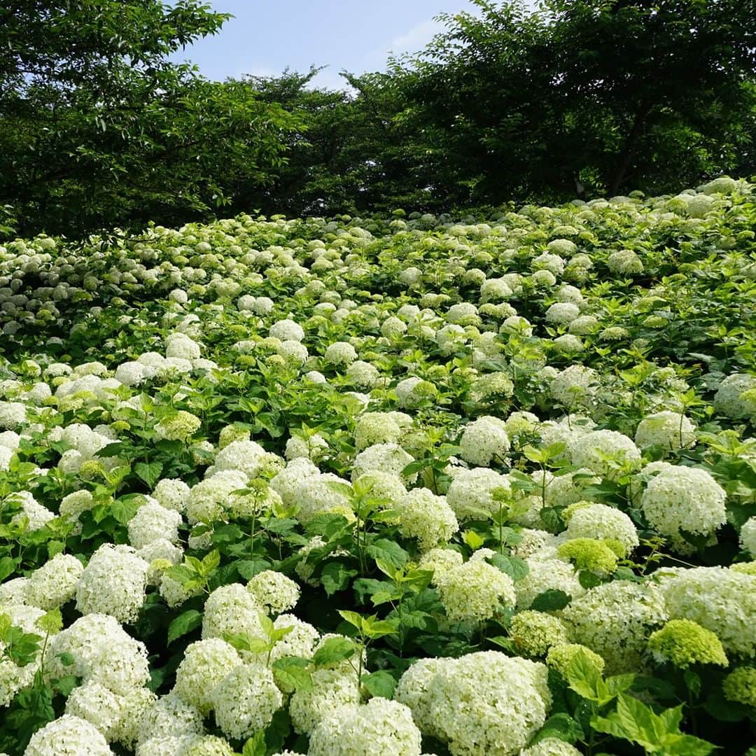 のインスタグラム：「100種16,000株もの#紫陽花 が咲く名所 #幸手権現堂堤 🌼 特に #白い紫陽花 #アナベル の群生はまるで雪山のようで圧巻の美しさ✨開花に合わせて #幸手あじさいまつり が開催されます👍🏻 【第19回幸手あじさいまつり】6/1(土)～6/30(日) . ************************ 旅先で撮った素敵な写真に @rakutentravel をタグ付けしてシェアしてね♪ 厳選してこのアカウントで紹介させていただきます！ ************************ . #楽天トラベル #楽天  #rakutentravel #旅 #旅行 #旅に出よう #旅行好きな人と繋がりたい #travel #trip #日本 #japan #일본 #instagramjapan #IG_JAPAN #japantrip #あじさい #アジサイ #埼玉 #saitama #幸手 #satte」