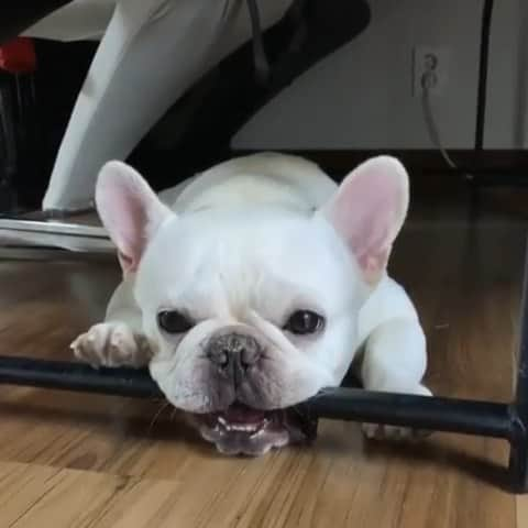 French Bulldogのインスタグラム