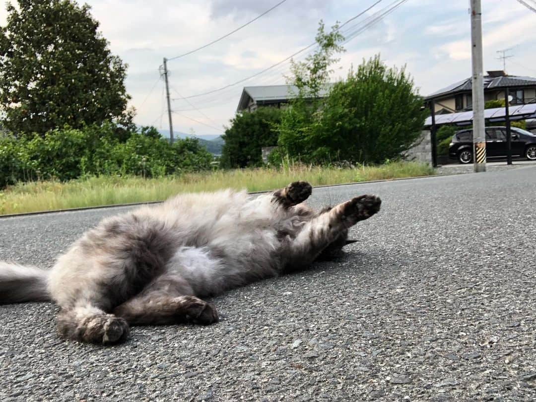 タテタカコさんのインスタグラム写真 - (タテタカコInstagram)「道端で、かわいい方が のんびりしてました。」6月3日 18時09分 - tatetakako