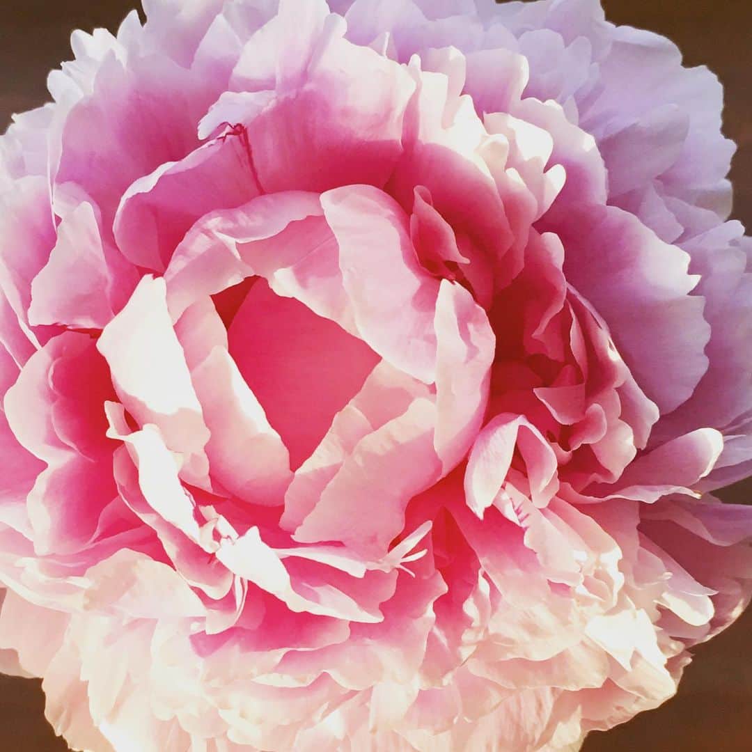 千紘れいかさんのインスタグラム写真 - (千紘れいかInstagram)「この季節はシャクヤクを飾りたくなる。バレエのチュチュみたいに綺麗。  #花 #シャクヤク #バレエ  #癒し」6月3日 18時14分 - chihiro.reika