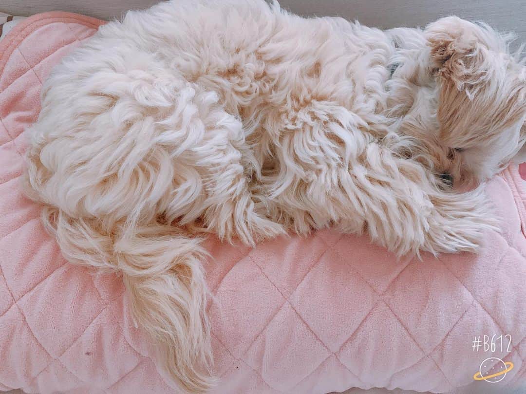 本野沙弥さんのインスタグラム写真 - (本野沙弥Instagram)「朝は大抵枕取られてる🤷🏻‍♀️ #いつもの朝#sophie#mix犬 #toypoodle#pekingese」6月3日 18時19分 - sayahonno
