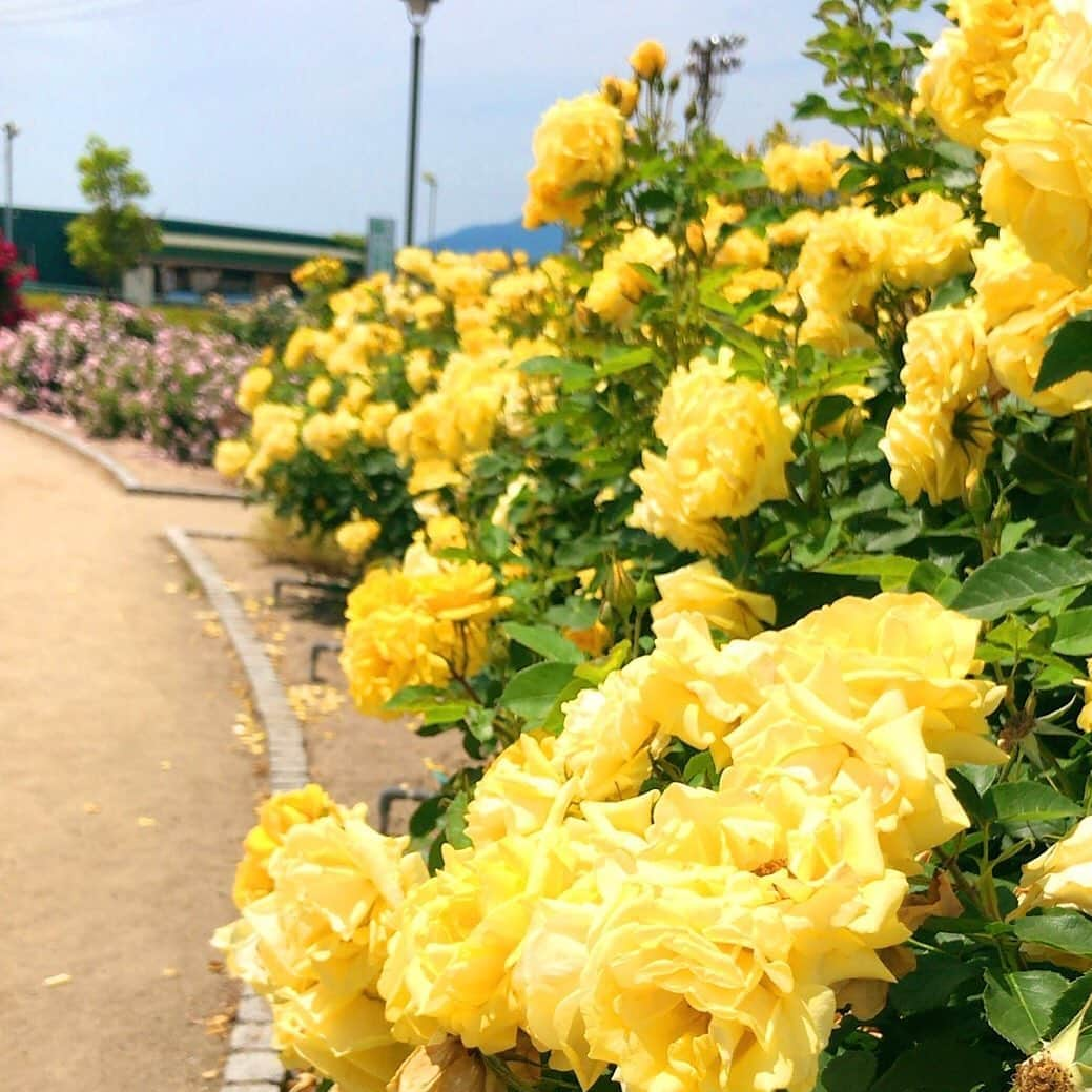 大慈弥レイさんのインスタグラム写真 - (大慈弥レイInstagram)「バラバラバラ〜🌹✨ お天気良くて最高でした！  400種類の薔薇が植えられていて 少しずつ見頃が違うので12月頃まで楽しめるそう😳  _ #しまなみ海道#今治#大島#サイクリング#バラ園#よしうみバラ公園#公園#入園無料#ばら#旅の思い出#アナウンサー#フリーアナウンサー#女子アナ#旅行#写真#大慈弥レイ#flower#rose#rosegarden#photography#garden#picnic#trip#picture#camera#cycling#japantrip#genic_japan#park#instagood」6月3日 18時26分 - rei_ojimi