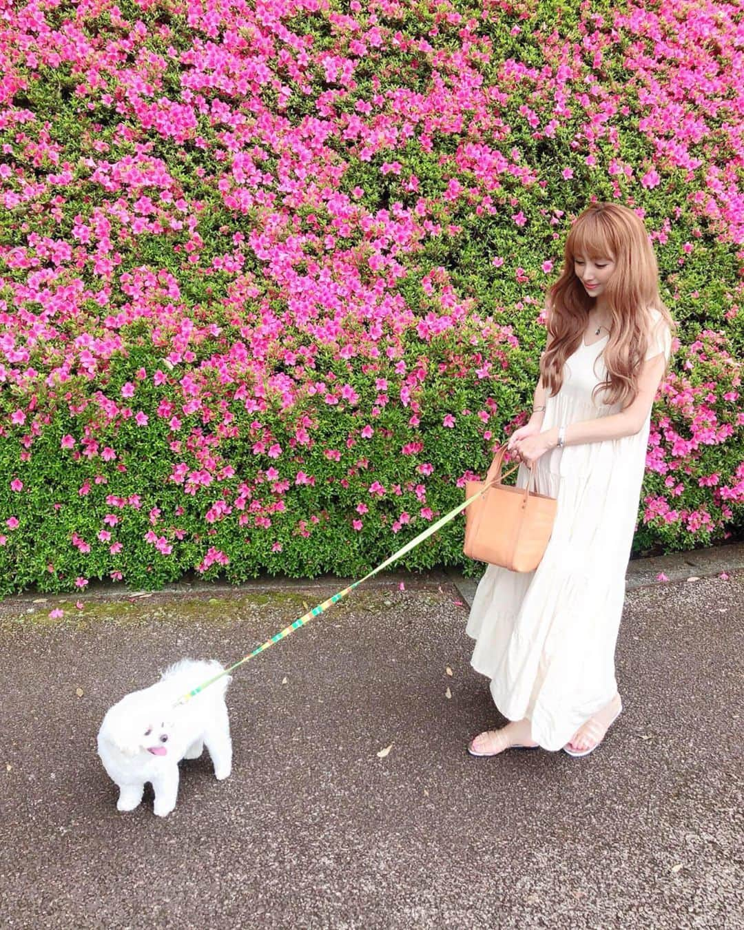 桃華絵里さんのインスタグラム写真 - (桃華絵里Instagram)「🌳🍃💞 ・ ツツジが綺麗な季節ですね♡ ・ ツツジ？サツキ？ ・ いつも 迷う…🙂🌿 ・ ・ #躑躅 #サツキ  #お散歩 #ワンピース  #mocoas  #モコアズ」6月3日 18時35分 - _momoka828_