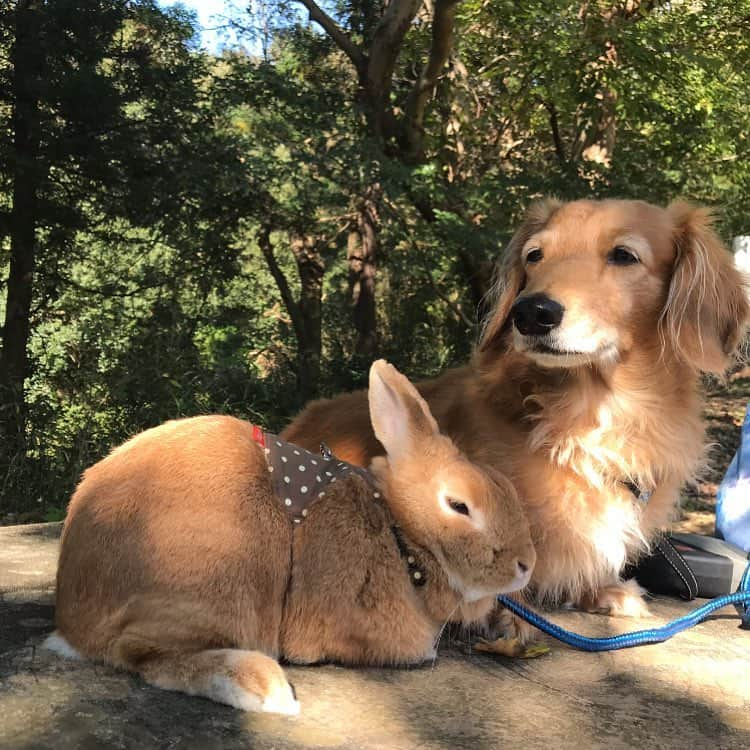 Chieko Shibutaさんのインスタグラム写真 - (Chieko ShibutaInstagram)「たろー🐶&うじゃこ🐰地方☀ さんぽ🌿 たろー！ 穏やかな　朝ですね～😃🐰✨ 💕✨🐶🍀🐰✨💕 #dachshund #dachshunds #dachshundlove #dog #dogs #doglove #instadog #instagram #instagood #pet #pets #petsagram #cute #cutepe #cutepet #cutedog #cuteanimals #likes #09076999576 happy #smile #rabbit #ラビット #ミニュチュア #ミニュチュアダックス  #ミニュチュアダックスフント #うさぎ部 #うさぎ #ダックス #ダックスフンドロングヘアー#ねざーらんどわーふ」6月3日 18時51分 - chieko.81