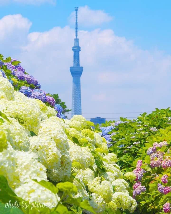 花の写真館のインスタグラム：「Photo by @prin0423.⠀ https://www.instagram.com/ike_0423/⠀ .⠀ Original Post[投稿頂いたURL]⠀ https://www.instagram.com/p/BVYW-PmFXTP/⠀ .⠀ 本アカウントは、 #私の花の写真 をつけてInstagramに投稿された皆さまの花の写真や、「花の写真館」Facebookページで投稿された花の写真を紹介します。⠀ 「花の写真館」Facebookページは、「 @floral.photograph 」のプロフィールにあるURLからご覧ください。⠀ .⠀ #花の写真館 #floralphotograph #floralphoto #flower #flowers #富士フイルム #FUJIFILM⠀ Follow: @floral.photograph」