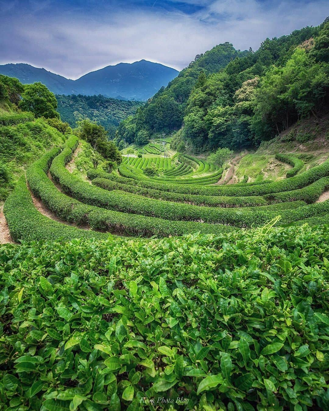 コサさんのインスタグラム写真 - (コサInstagram)「茶畑グリーン 和歌山にもこんな場所があったとは… . Location:和歌山 Wakayama /Japan Data:2019.5.26 . #art_of_japan_ #tokyocameraclub #dpj_member #team_jp_ #IG_PHOS #photo_jpn #ptk_japan #pt_life_ #bestjapanpics #Lovers_Nippon #japan_great_view #Japan_Daytime_View #ap_japan_wide #colore_de_saison #sorakataphoto #LBJ_members #japan_of_insta #広がり同盟メンバー #kf_gallery_vip #ブライトリング陸 #楽天忘れられない絶景 #nipponpic_member #light_nikon #super_japan_channel #lovers_amazing_group #photo_travelers #photo_shorttrip #japantravelphoto #jalan_travel #bestphoto_japan」6月3日 20時06分 - kosa_photo