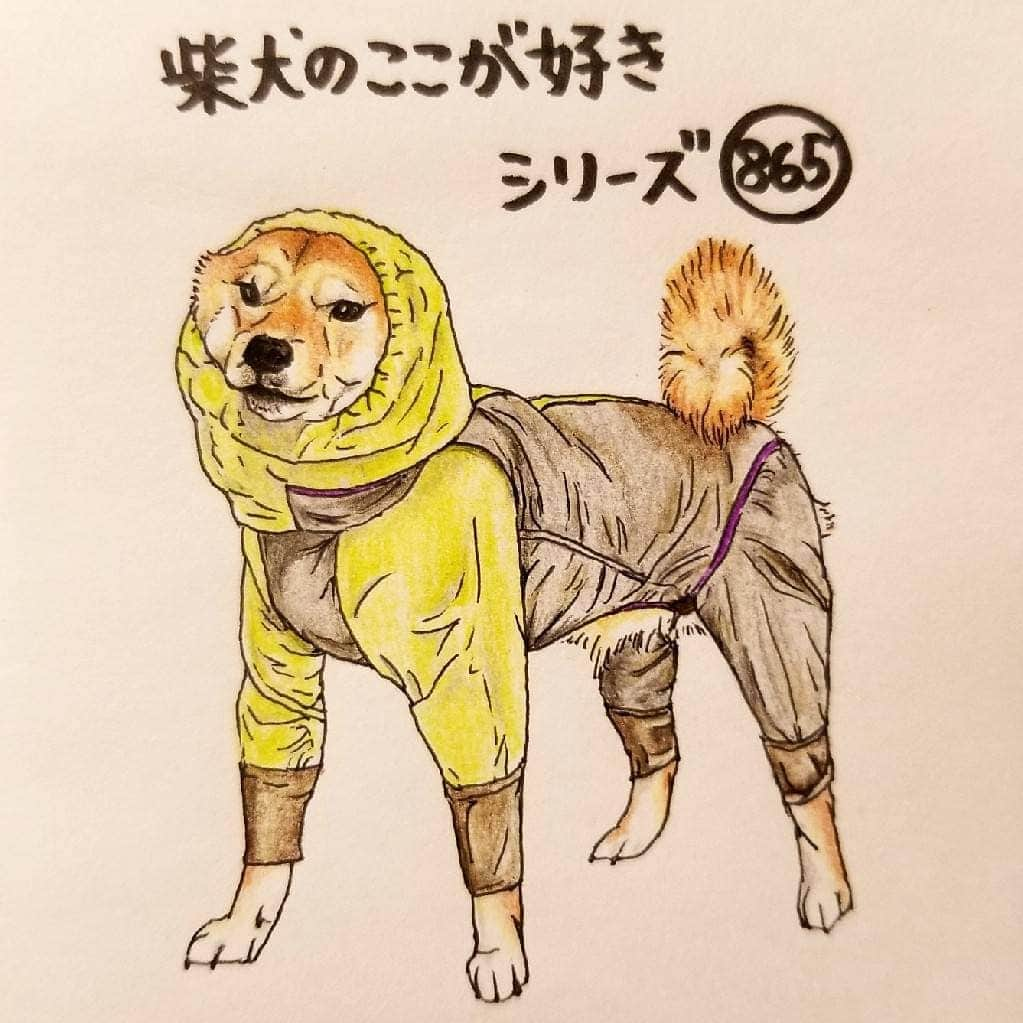 ハナとソラさんのインスタグラム写真 - (ハナとソラInstagram)「* #ここ柴部 『柴犬のここが好きシリーズ865』 耳まで覆うタイプのカッパを着ると 宇宙飛行士犬のようになるとこ。 足の幅広めに立ちがち。 * No.865 “I am an astronaut.” * モデルは @mamekichi_shiba さんとこの豆吉くんです💕 #柴犬のここが好き #favoritepartsofshibainu #illustration #dogart #drowing #shibastagram #shibainu #colorpencil #柴犬 #イラスト #いらすとぐらむ #しばすたぐらむ #色鉛筆 #宇宙人 #alien #カッパ #柴公園エンディング #柴公園イラスト #ここ掘れここ柴」6月3日 20時04分 - nsdikm_hanasora