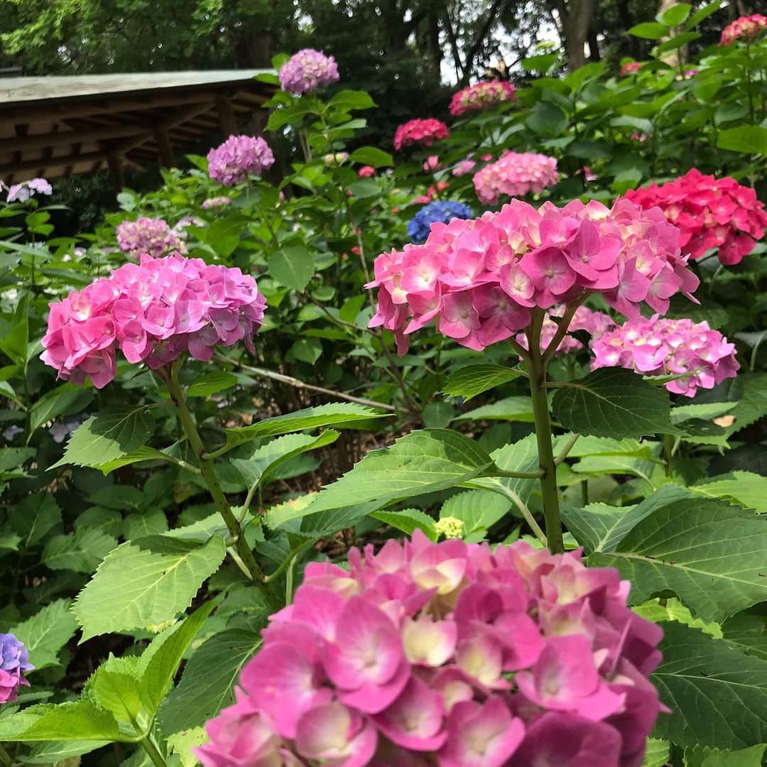 川原由維さんのインスタグラム写真 - (川原由維Instagram)「トレーニングday🏃‍♀️ トレーニングがてら、筥崎宮へ。  まだ咲き始めだったけど、紫陽花がとっても綺麗だった💕  #トレーニング #筥崎宮 #紫陽花」6月3日 20時05分 - yui5520