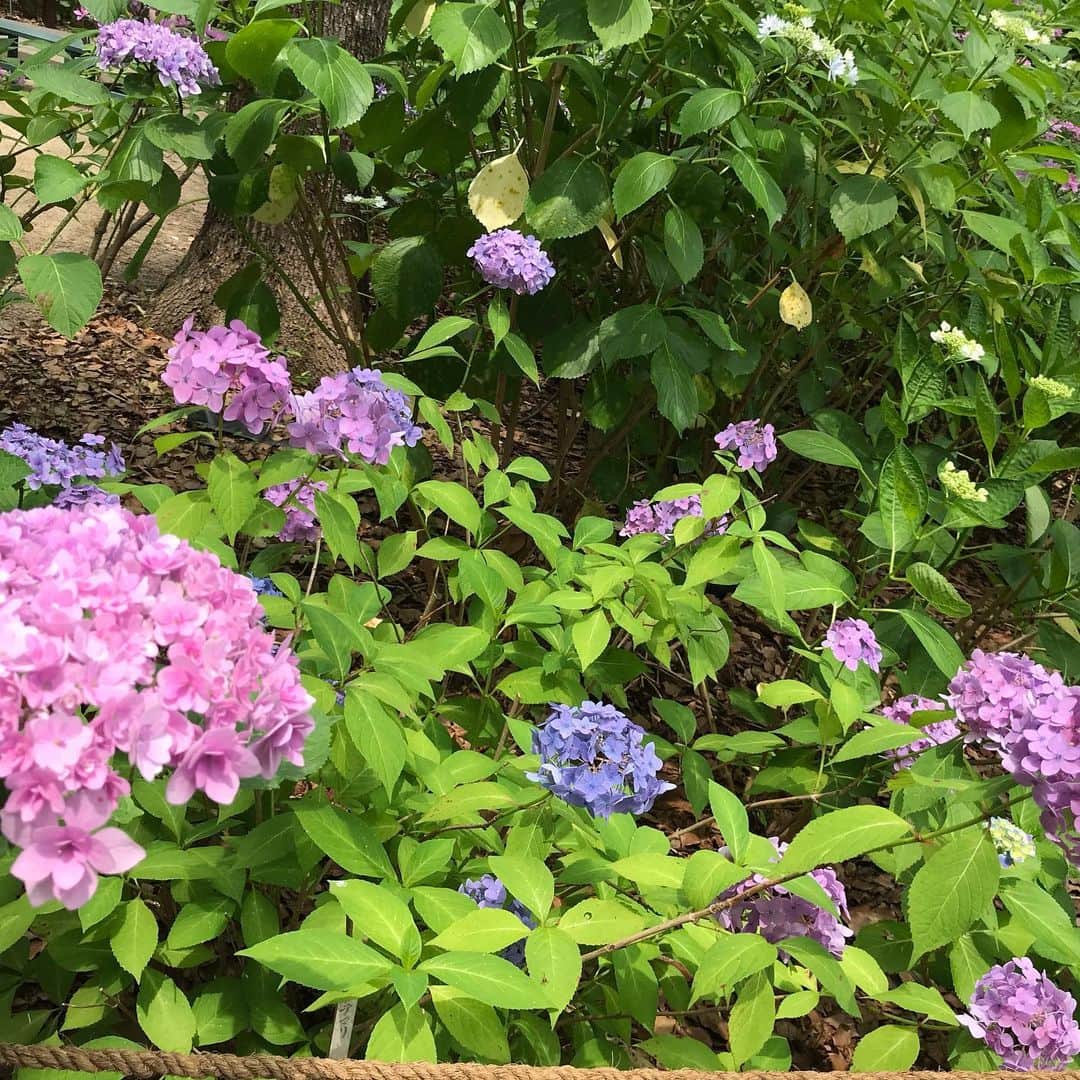 川原由維さんのインスタグラム写真 - (川原由維Instagram)「トレーニングday🏃‍♀️ トレーニングがてら、筥崎宮へ。  まだ咲き始めだったけど、紫陽花がとっても綺麗だった💕  #トレーニング #筥崎宮 #紫陽花」6月3日 20時05分 - yui5520
